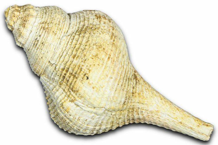 Miocene Fossil Sea Snail (Euthriofusus) Shell - France #365540